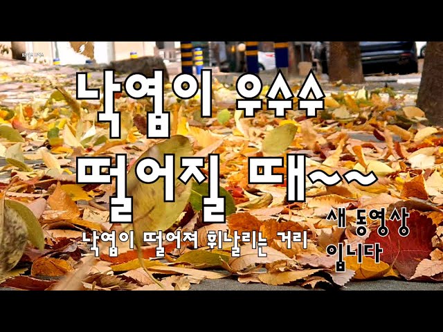 낙엽이 우수수 떨어질 때~~~ 낙엽이 떨어져 휘날리는 거리 날리는 낙엽[와일드포커스 Uhd] #최신 동영상 입니다 - Youtube
