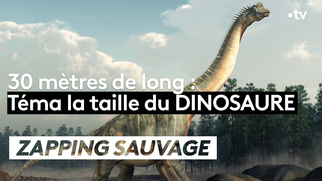 Téma la taille du dinosaure ! - ZAPPING SAUVAGE - YouTube