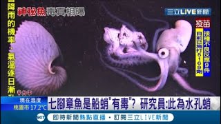 釣到神秘七腳章魚 憂心船蛸有毒發文提醒釣友小心專家 是水孔蛸船蛸千萬不能吃會中毒 記者吳伊哲 萌寵54來當家 三立新聞台