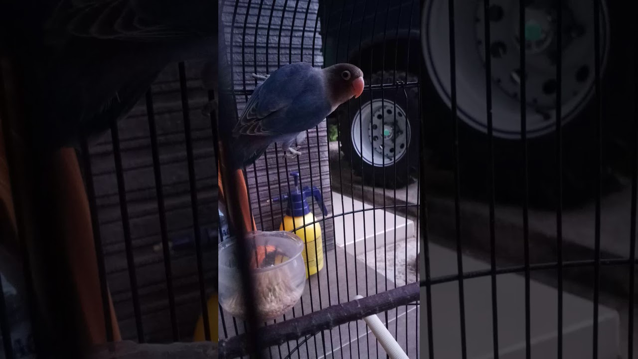 LOVE BIRD SUARA PERUT 