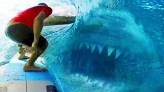 Megalodons Caught On Camera & Spotted In Real Life!