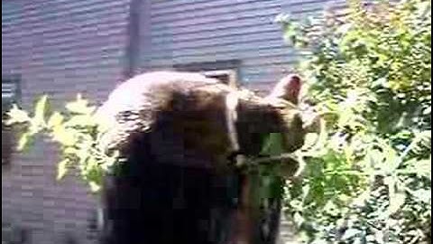 Scooter and catnip plant