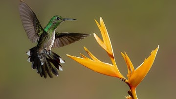 Try Not To Laugh or Grin While Watching Funny Animals cc Compilation #11