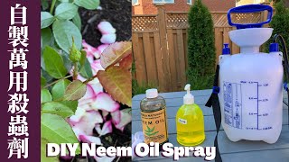 用苦楝油自製有機殺蟲劑｜種菜養花必備DIY Neem Oil Spray ... 