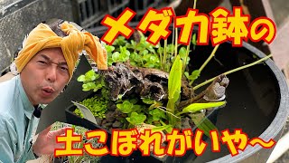 メダカ鉢用　きれい好きなか方のために土こぼれのしにくい水生植物を寄せ植えを作りました！