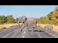 Слон На Дороге | Забавный Слон Любит Играть
