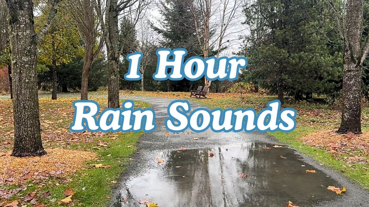 1 Hour Rain Sounds for Sleep & Relaxation – Gentle Forest Ambience