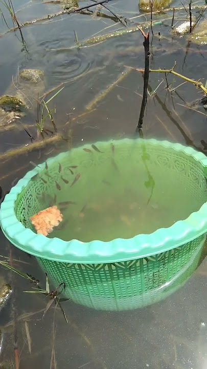 DRAMA MENANGKAP IKAN#shorts#trendingshorts