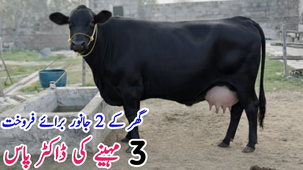 Black Jersey Heifers for sale in Punjab | pregnant Heifers for sale 
