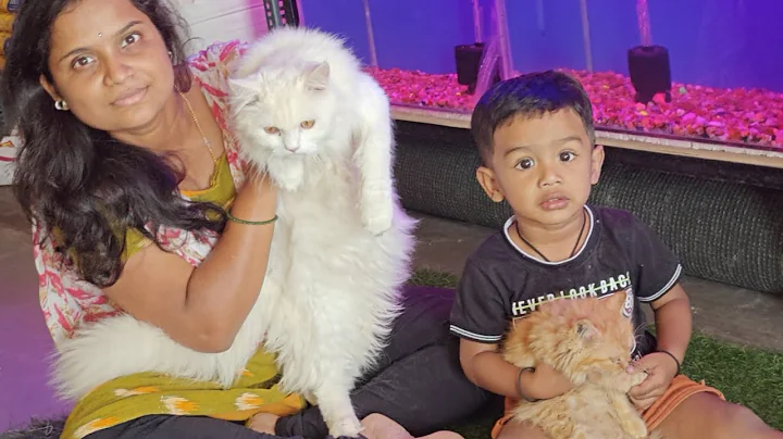 Video 3751881: persian cat love, pet breeds, cat african