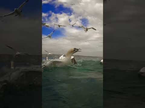 Gannets diving off of Bempton cliffs. #shortsvideo #view 🐟🦢