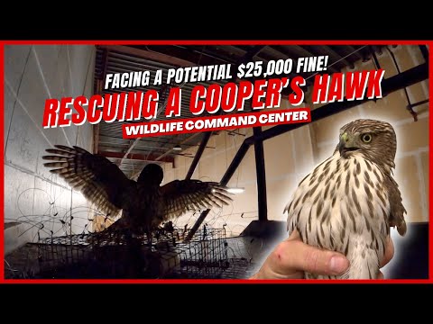 How to Save a Hawk | Raptor Rescue | Wildlife Command Center - Ep. 2