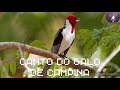Galo de campina #galodecampina #passaros