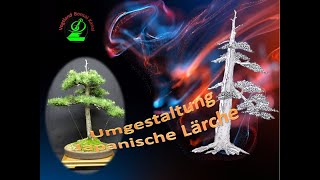 Japanische Lärche  Umgestaltung bei Vogtlandbonsai