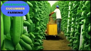 Growing Cucumbers in Advanced Greenhouse Technology | Exploring the Aeroponic Farming Process