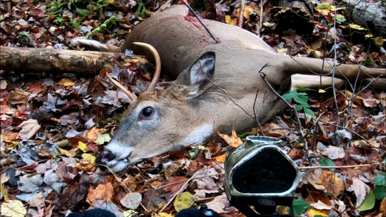 Crossbow Hunting Wisconsin 2019 / Yos hav Zoov YouTube