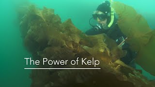 The Power of Kelp