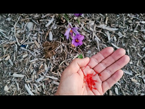 How to Plant