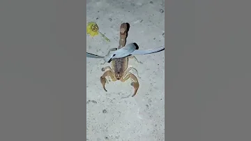 قد جربتو هذي الفعال اشتراك بالقناة Follow Explore ترند السعودية عقرب Trending Insects An Like 