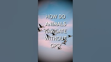 How do animals navigate without GPS?