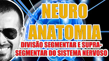 O que é movimento segmentar?