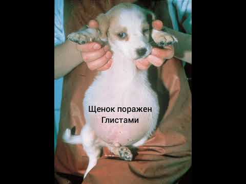 Глисты у собаки/щенка/кошки Worms in a dog