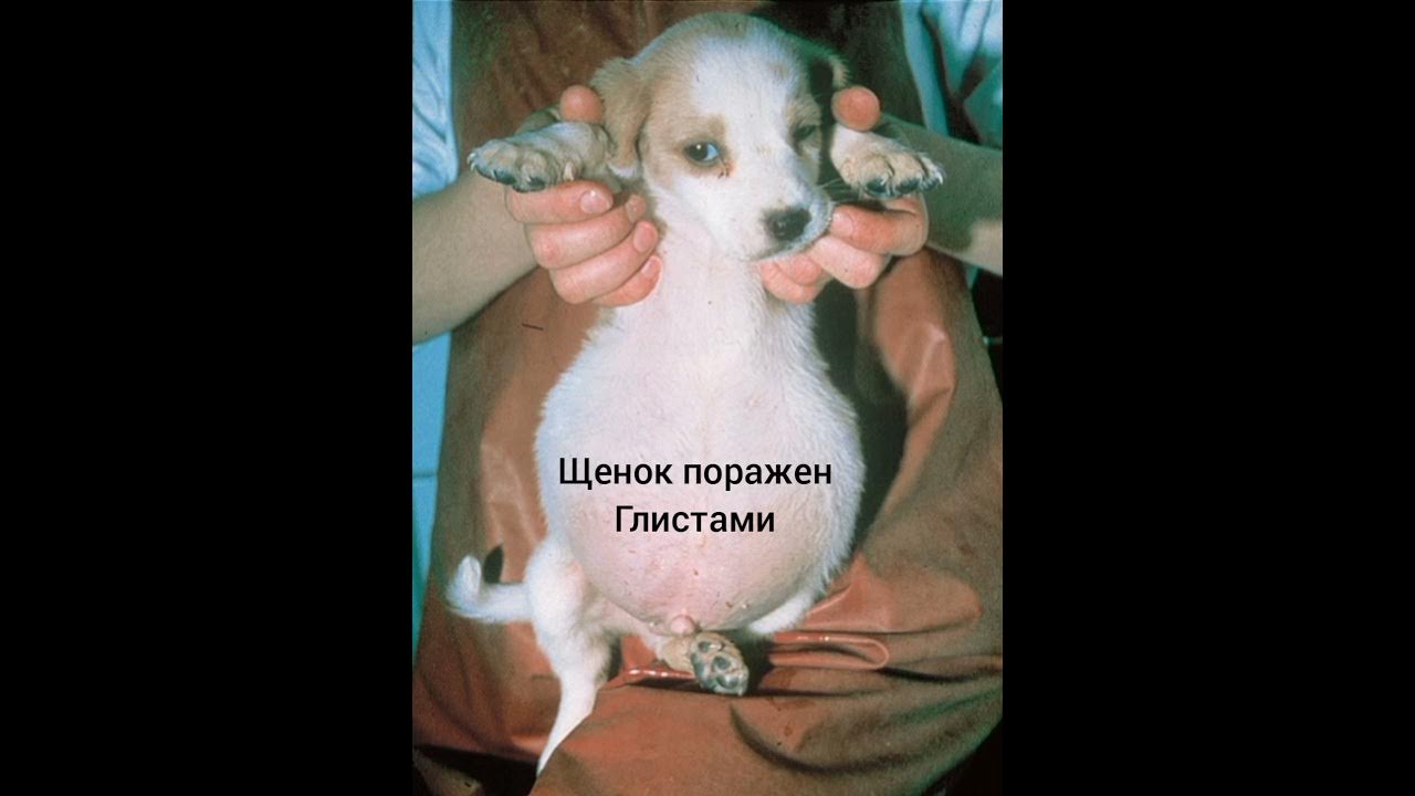 Глисты у чихуахуа. Глисты у чихуахуа. Пясти у чихуахуа. Дегельминтизация собак. Обхват пясти у собаки.