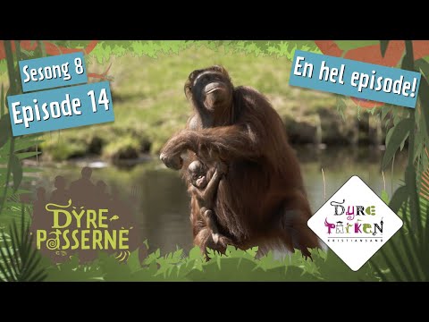 Orangutangene får en utfordring | Dyrepasserne S8E14 | Dyreparken