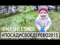 Рогозины сажают клён. #посадисвоедерево2015 @nashlesmo