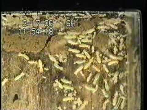 what does termite larva look like