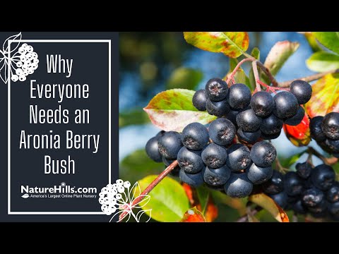 Vidéo: Aronia Berry Information - Conseils sur la culture des baies de Nero Aronia dans le jardin