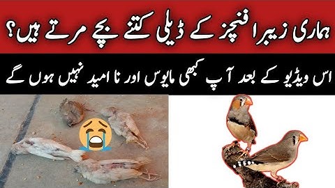 Zebra Finches Chicks Dying | Finches Babies Care | Mini Zoo