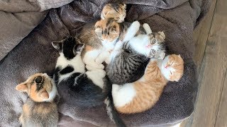 俺の猫動画5選 期間工から弁護士を目指す男の孤軍奮闘記