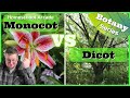 Monocots Versus Dicots: Key Differences in Flowering Plants
