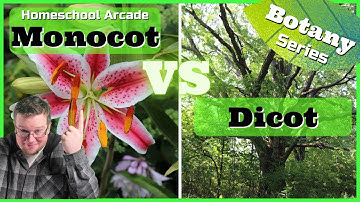 Monocots VS Dicots | 6 Main Differences Between Monocots & Dicots