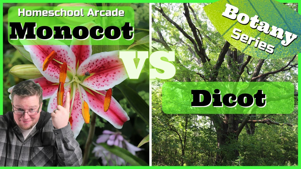 Monocots VS Dicots | 6 Main Differences Between Monocots & Dicots