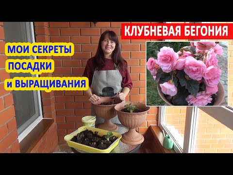 КЛУБНЕВАЯ БЕГОНИЯ. Основные ПРАВИЛА посадки и ухода! В какой горшок сажать бегонию? Правильный ПОЛИВ