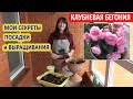 КЛУБНЕВАЯ БЕГОНИЯ. Основные ПРАВИЛА посадки и ухода! В какой горшок сажать бегонию? Правильный ПОЛИВ