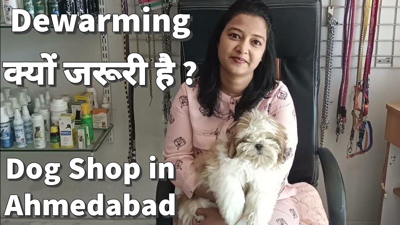Ahmedabad Dog Pet Shop Shih Tzu Pomeranian German Shepherd Puppies ahmedabad-dog-pet-shop-shih-tzu-pomeranian-german-shepherd-puppies