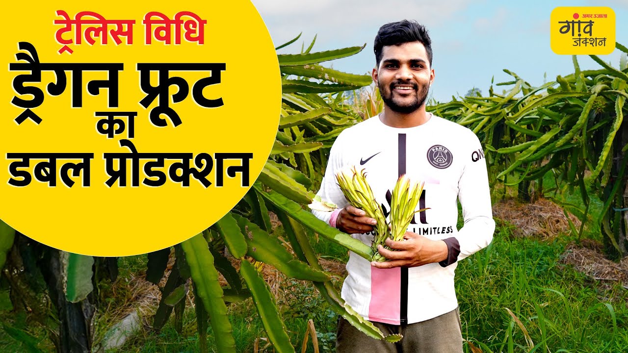 ट्रेलिस सिस्टम से ड्रैगन फ्रूट की high density खेती कैसे करें? 