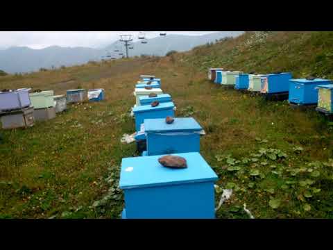 ვიდეო-6. სახელდახელოდ გაკეთებული ფუტკრის ჩამოსაბერტყი ჩოთქი ბალახეისაგან.