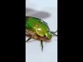 Golden Beetle &quot;Salaginto&quot; in the Philippines #Salaginto #beetle #goldenbeetle #greenbeetle