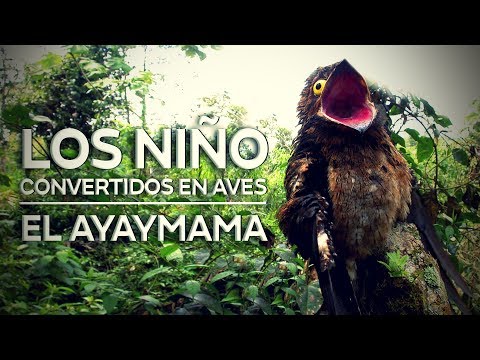 El Ayaymama - Mito niños convertidos en aves