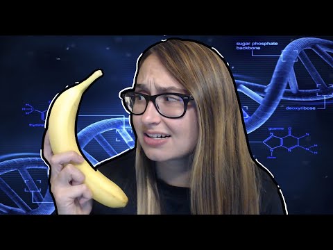 Video: Komt menselijk DNA overeen met een banaan?