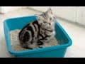 ★ Как приучить котенка к лотку быстро. Как приучить кота к туалету