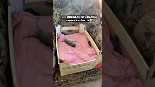 Ушные капли Harly. Артикул- #WW136726 - копируй и вставляй на WB.   #кошки #ушныекапли #ушнойклещ