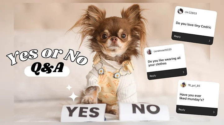 Dog Answers Fan Questions