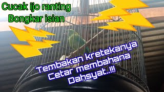 pancingan cucak ranting agar bongkar isian,full dahsyat tembakanya