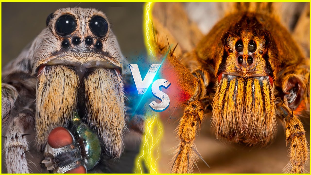 ARANHA ARMADEIRA VS ARANHA LOBO - YouTube