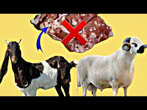هل تعلم مدى خطورة استهلاك لحوم الحيوانات اغنام ماعز ابقار عند وجود الاكياس المائية فيها